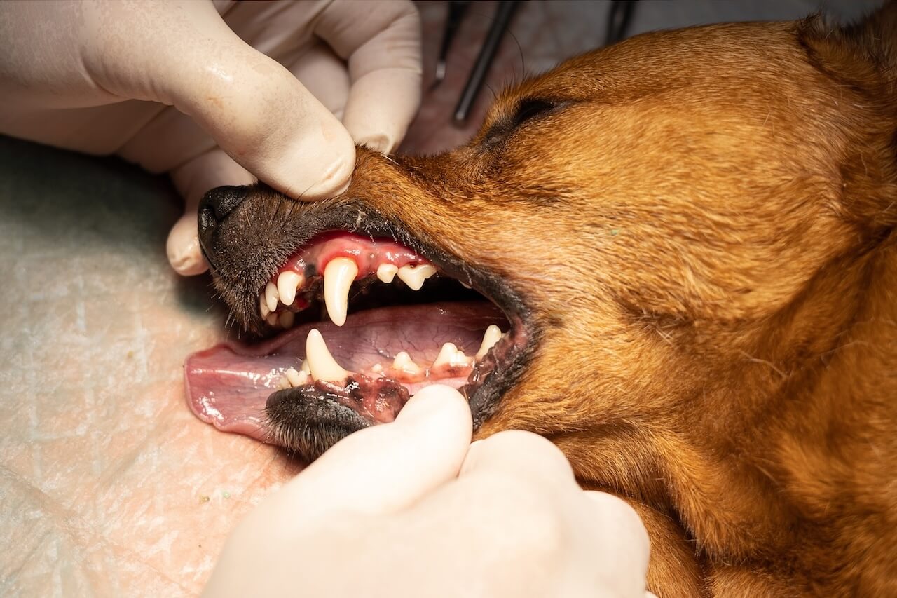 after dog dentistry
