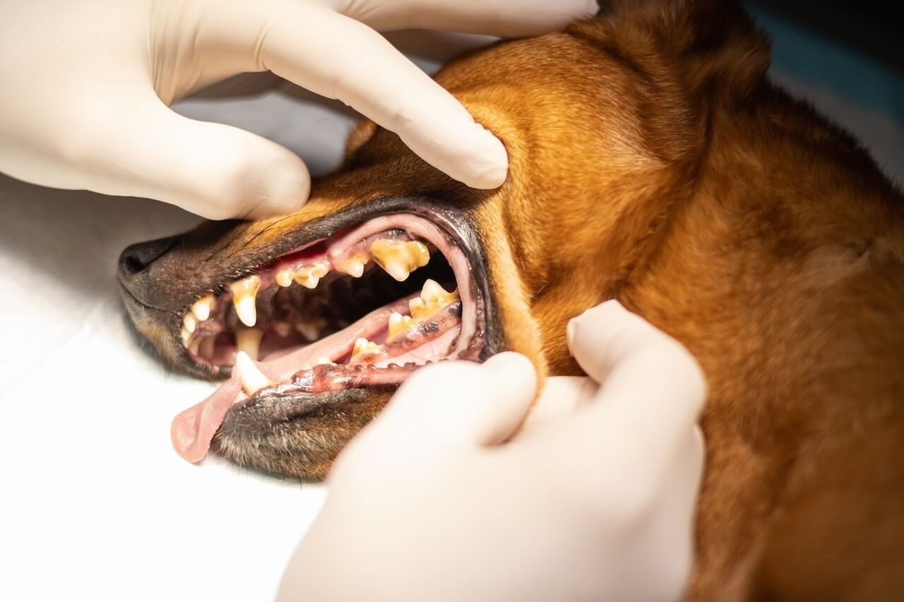 before dog dentistry