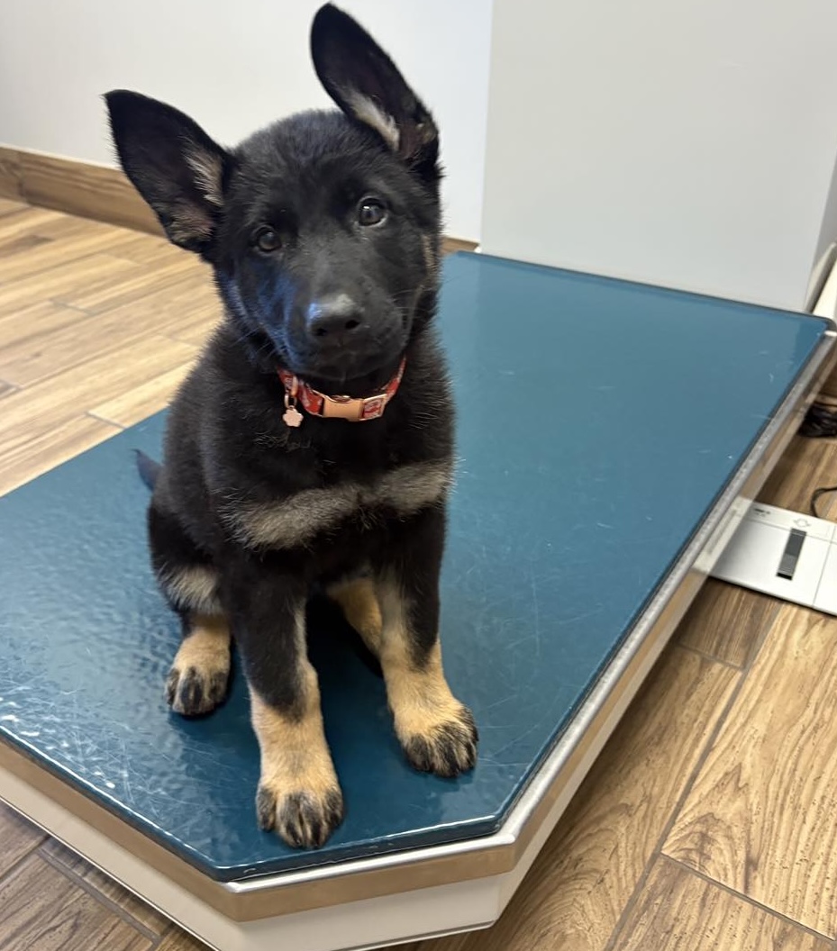dog-veterinary-services-puppy-exam