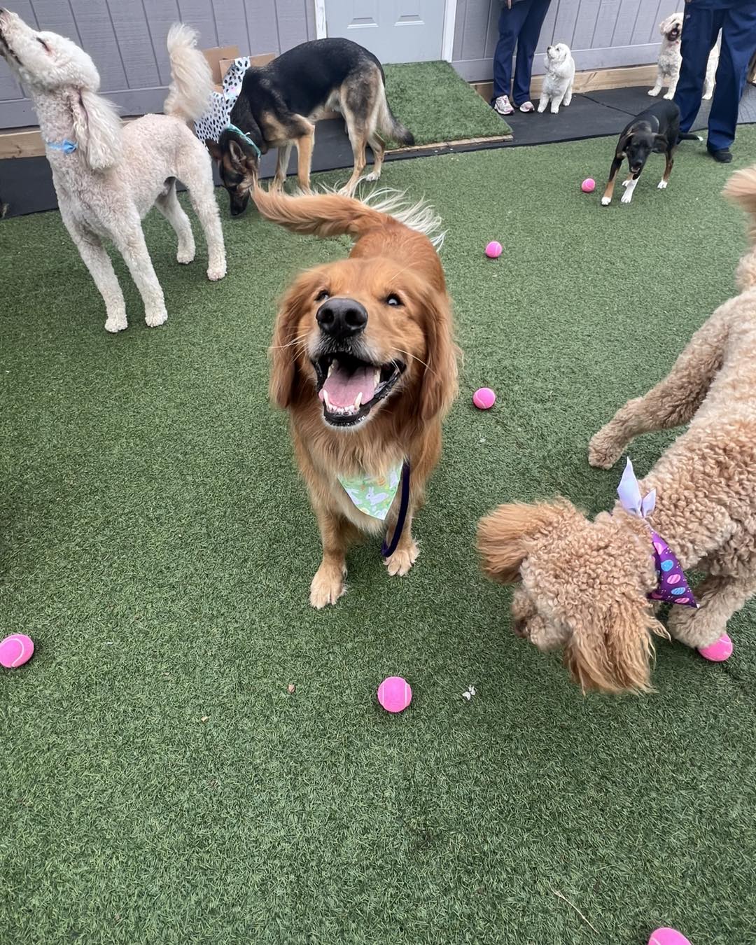 pet-boarding-dog-play-yard