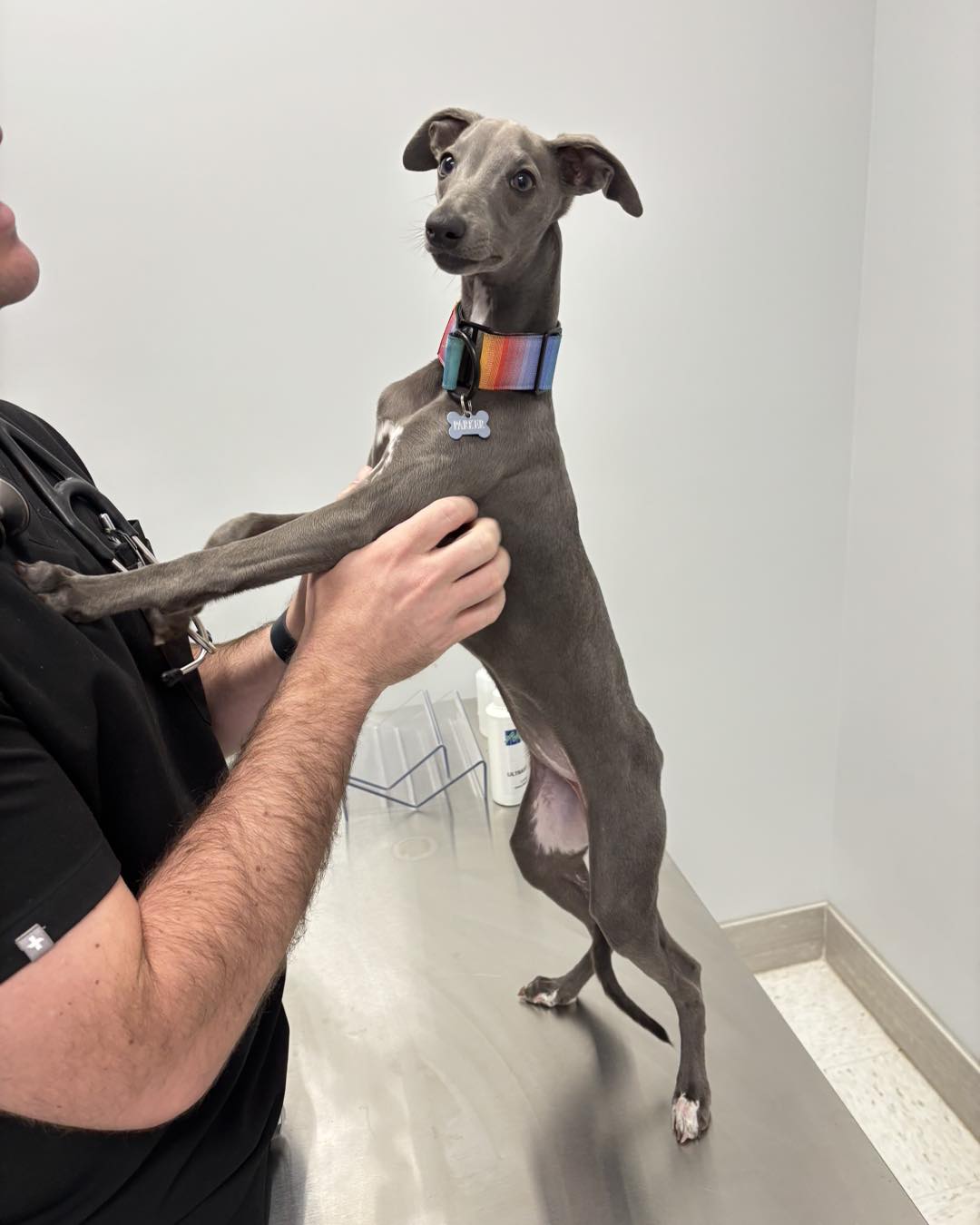 Veterinarian examining a young dog during a preventative wellness visit