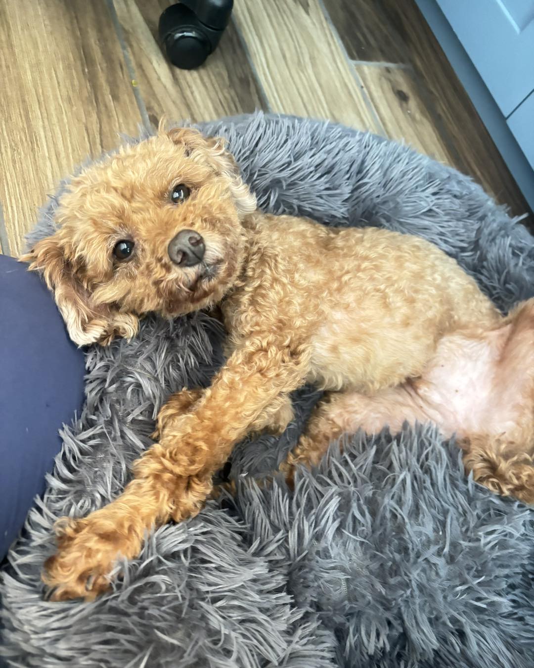 Small dog resting in a bed during sick pet care and urgent veterinary treatment
