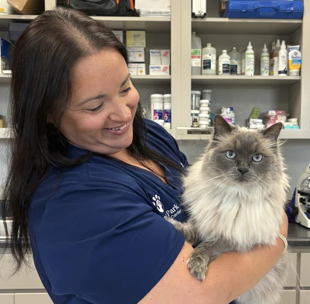 Veterinary team member holding a cat during a clinic visit